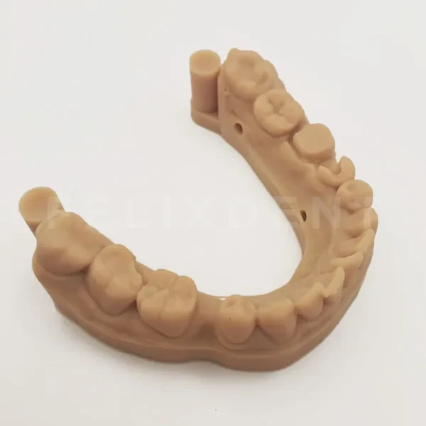 dental model full arch