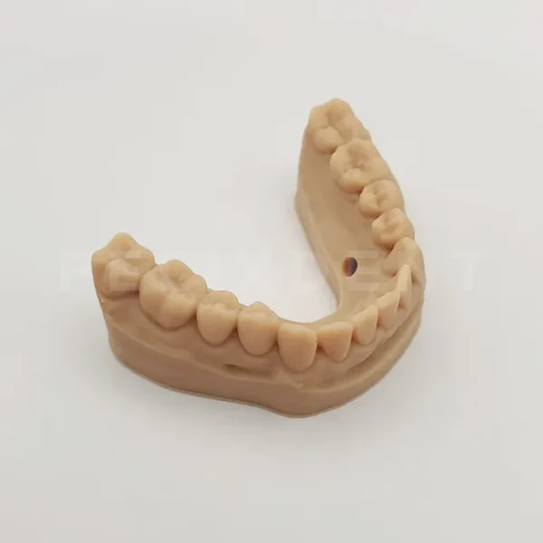 dental model full arch