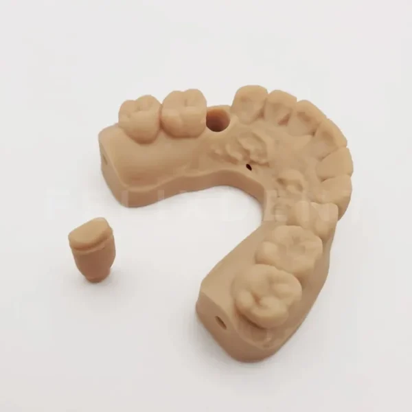 dental model full arch