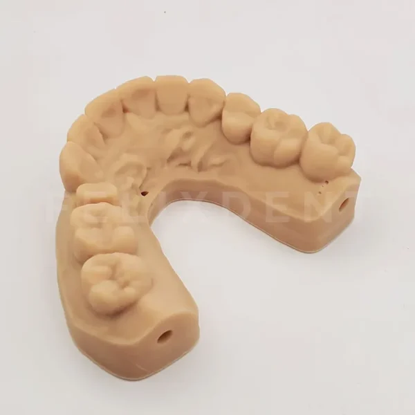 dental model full arch