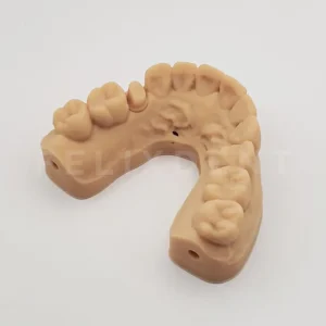 dental model full arch